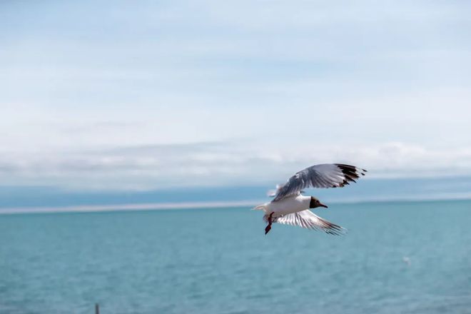 NG体育官网app招募·青海｜一生一定要体验一次的环湖骑行在美景中无限接近自由。(图5)